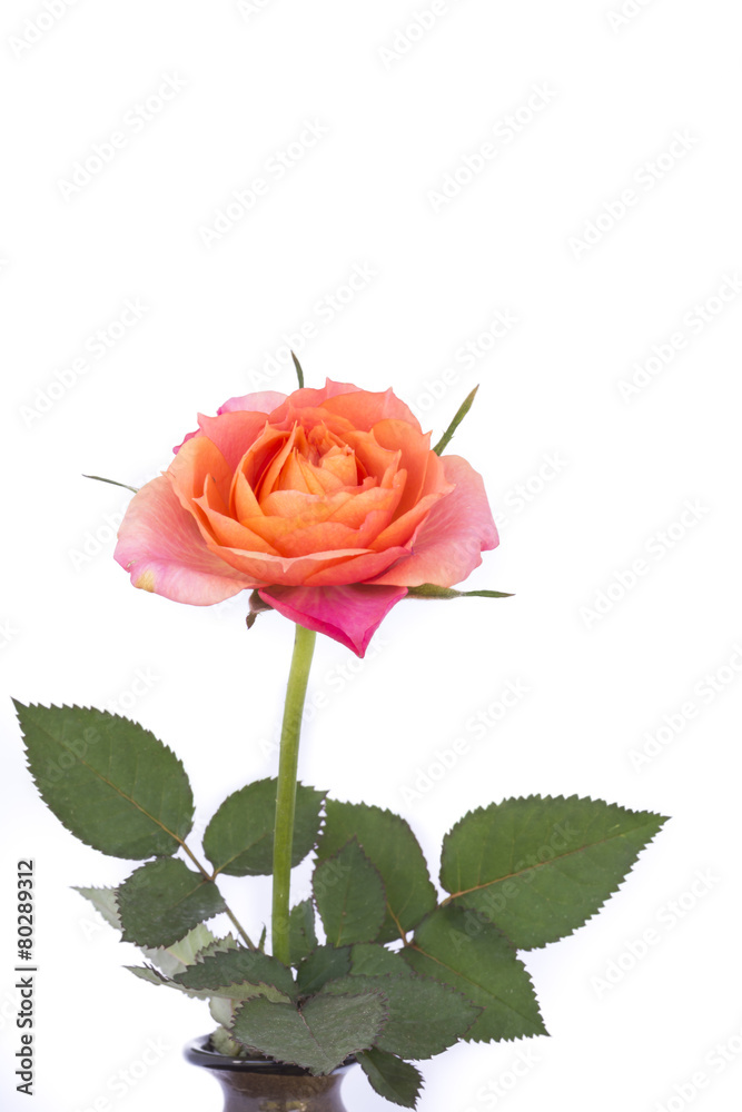 Fototapeta premium Roses.