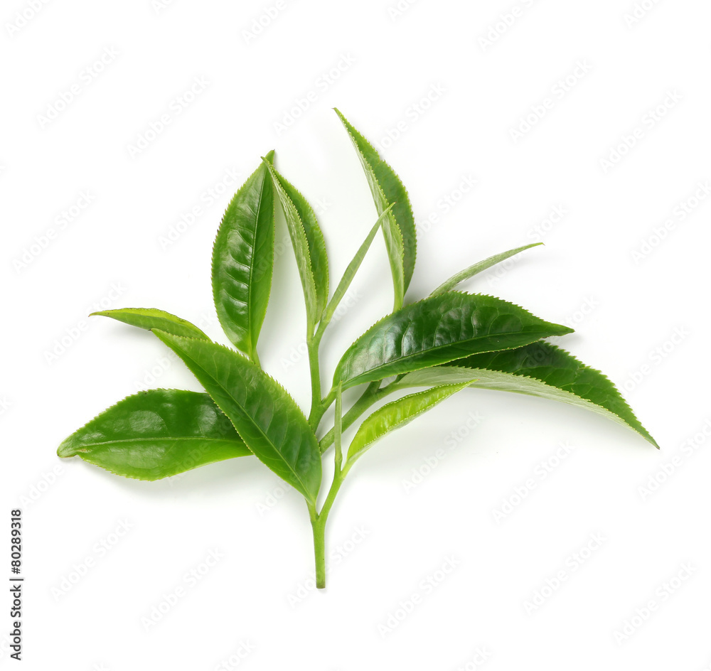 Fototapeta premium Green tea leaf isolated on white background.