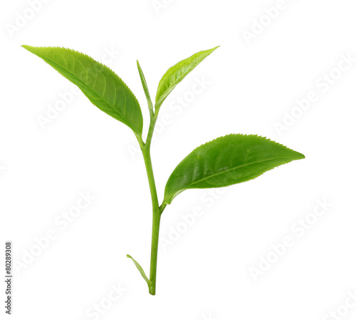 Green tea leaf isolated on white background.