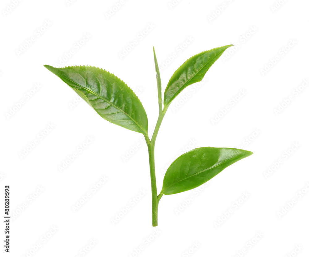 Green tea leaf isolated