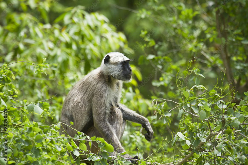 Hanuman Langur in Bardia, Nepal