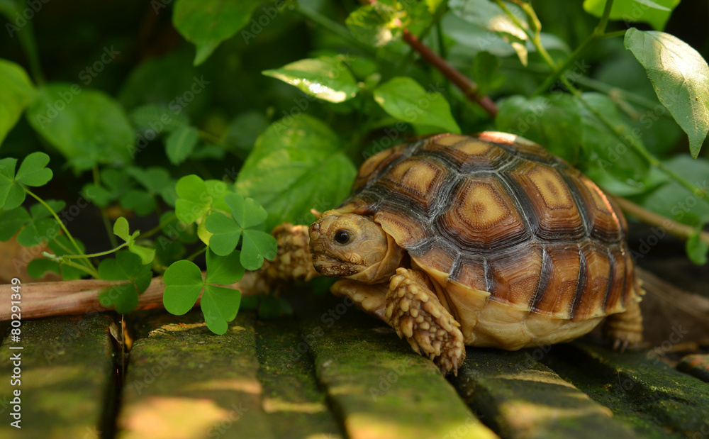 turtle turtle
