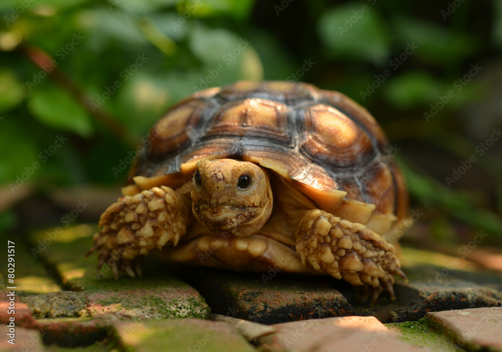 turtle turtle