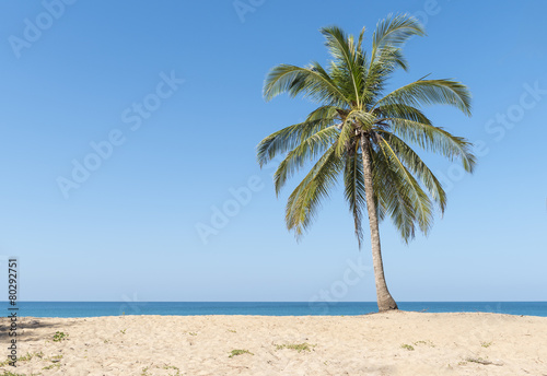 Coconut palms © utah51
