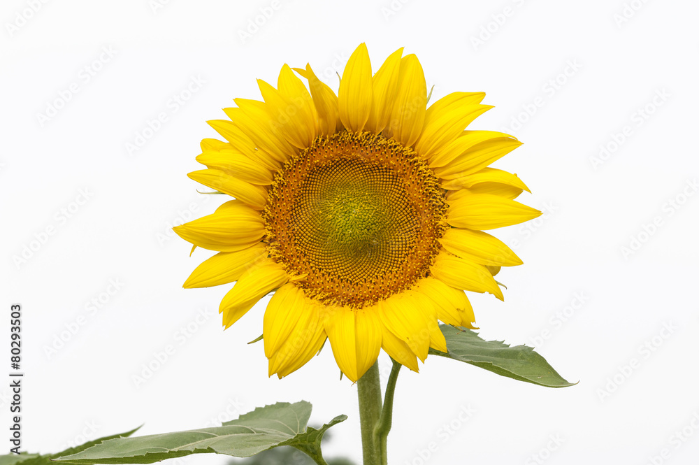 Obraz premium Blooming sunflower