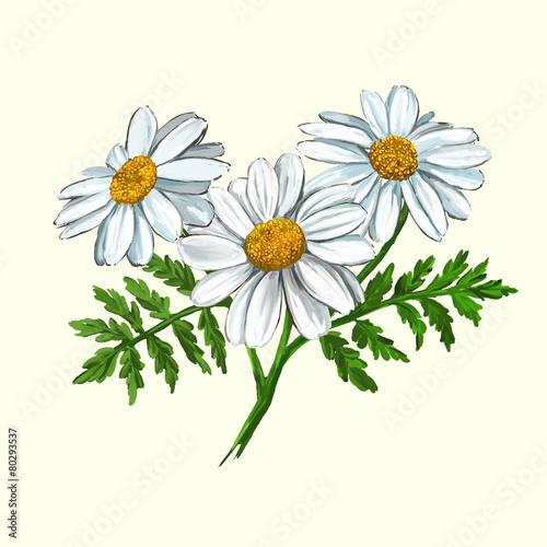 daisy vector illustration  hand drawn  painted