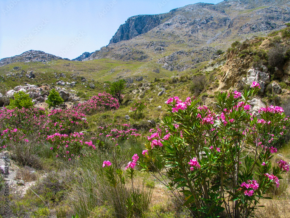 Natur blüht auf Kreta Natur blüht auf Kreta