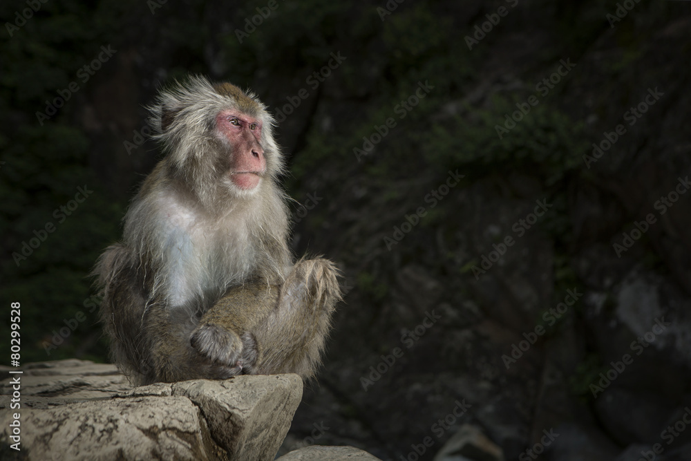 Fototapeta premium Snow Monkey