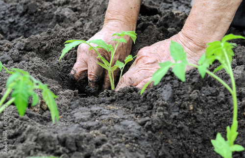farmer planting a tomato seedling