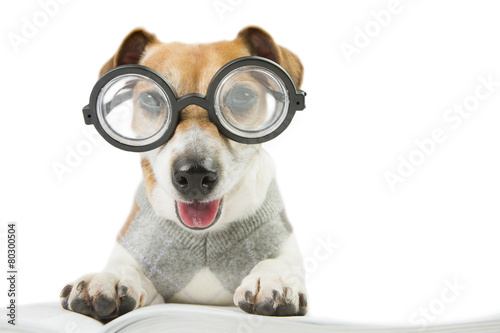 фотографія avid reader cool dog