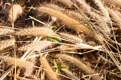dried grass flower on the ground