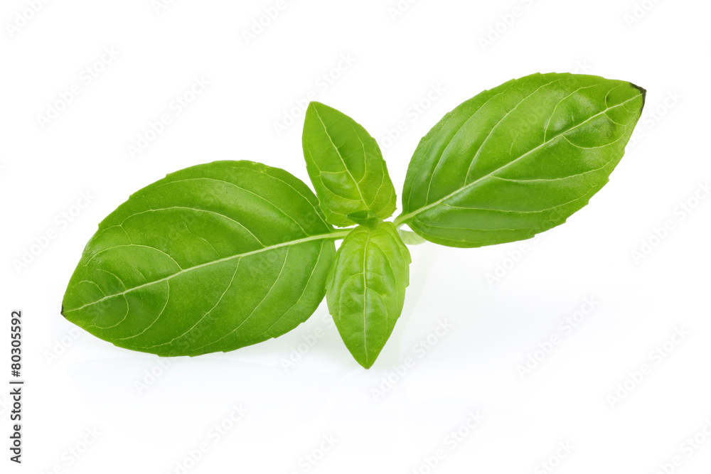 Fresh Basil Fresh Basil