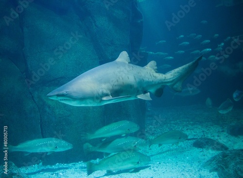 Shark swimming in fish tank © WavebreakmediaMicro