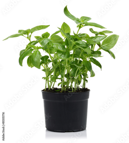 Fresh Basil Plant