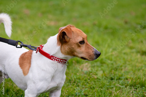 Fototapeta Naklejka Na Ścianę i Meble -  Jack Russell dog being walked on lead portrait