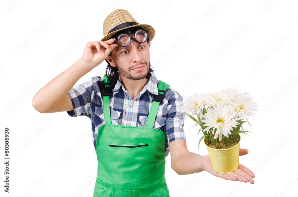 Young funny gardener with pot of camomiles isolated on white Young funny gardener with pot of camomiles isolated on white