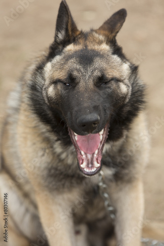 Yawn dog