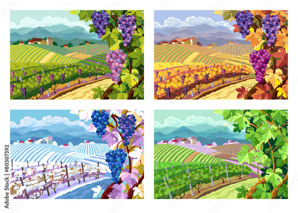 Naklejka premium Vineyard and grapes bunches. Four seasons.