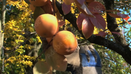 Man's hands with gloves picking persimmons (kaki) from the tree
