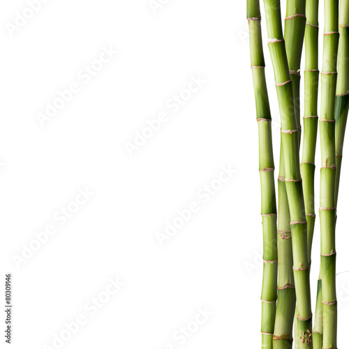 Fresh bamboo with bamboo forest in the background