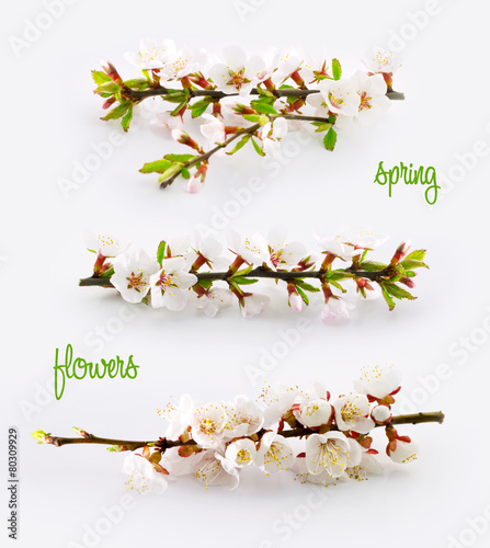 Spring flower of cherry and plum trees