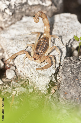 yellow scorpion  Buthus occitanus