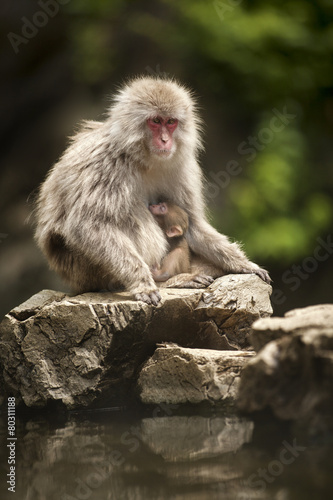 Monkey © 2630ben