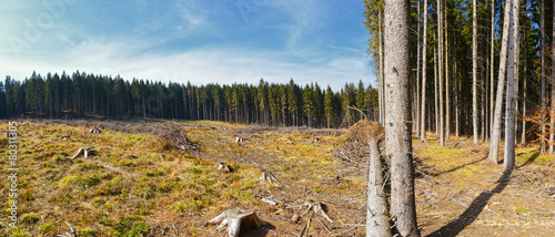 Quadro su tela Clear-Cutting of a Pine Forest