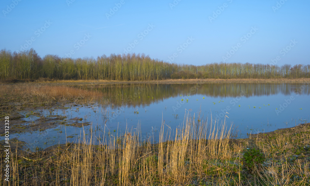 The shore of a lake in winter at dawn