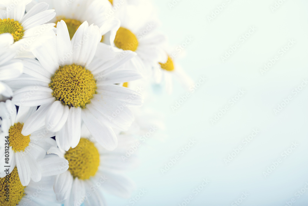 Fototapeta premium Bouquet of daisy flowers