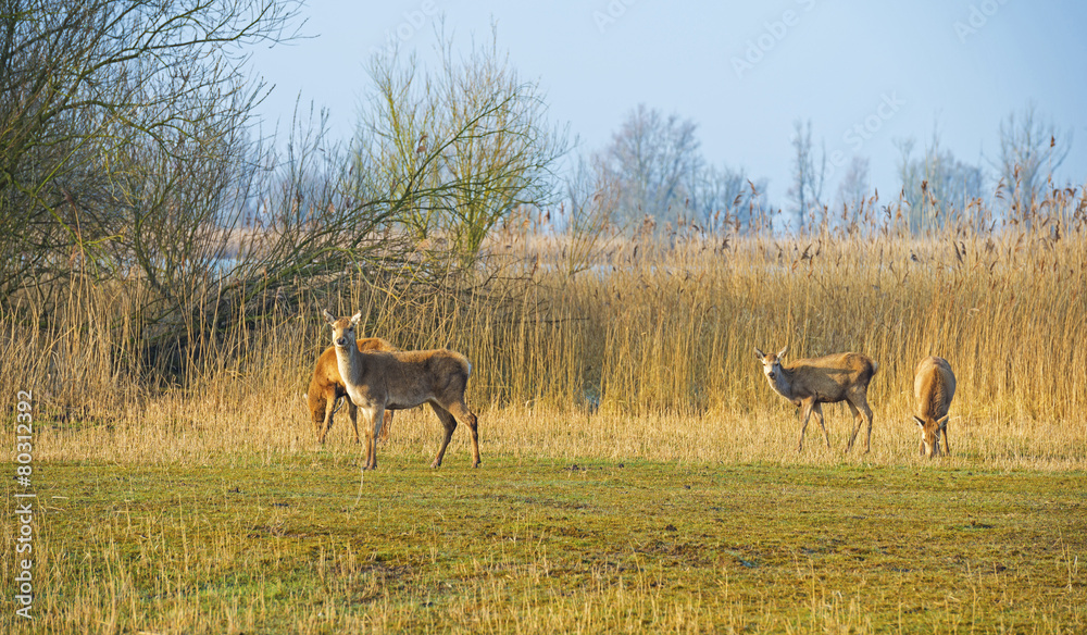 Naklejka premium Red deer grazing in a field near a lake