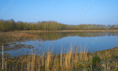 The shore of a lake in winter at dawn