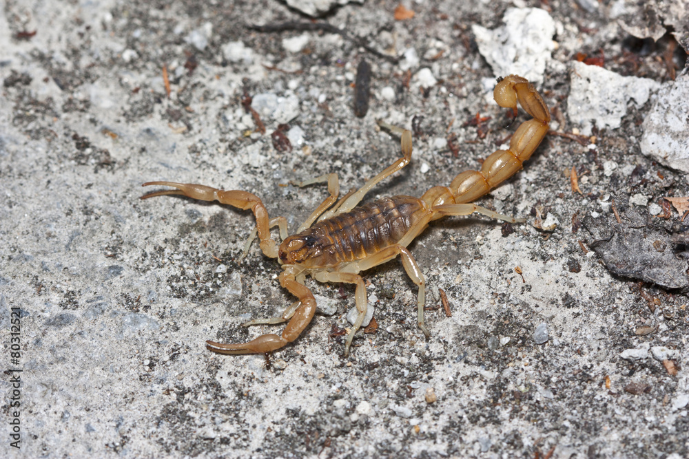 yellow scorpion, Buthus occitanus yellow scorpion, Buthus occitanus