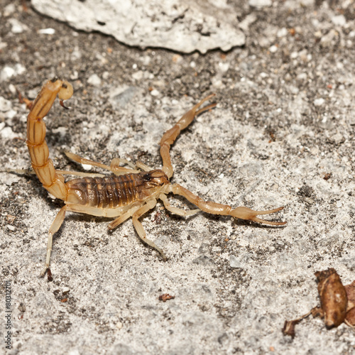 yellow scorpion, Buthus occitanus