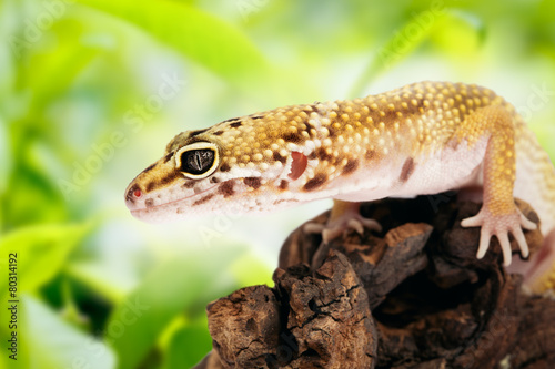 Gecko sitting on a branch