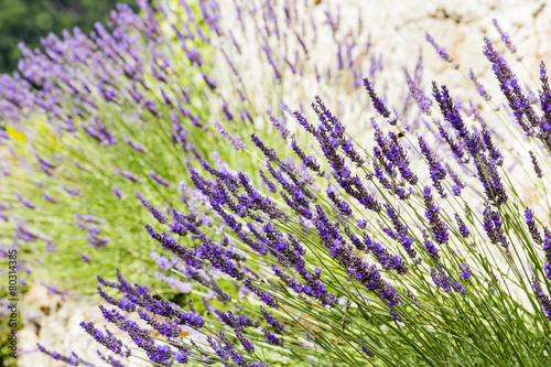 Lavender growing on a hillside in the South of France