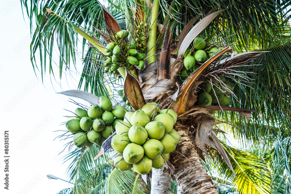 Fototapeta premium Coconut tree