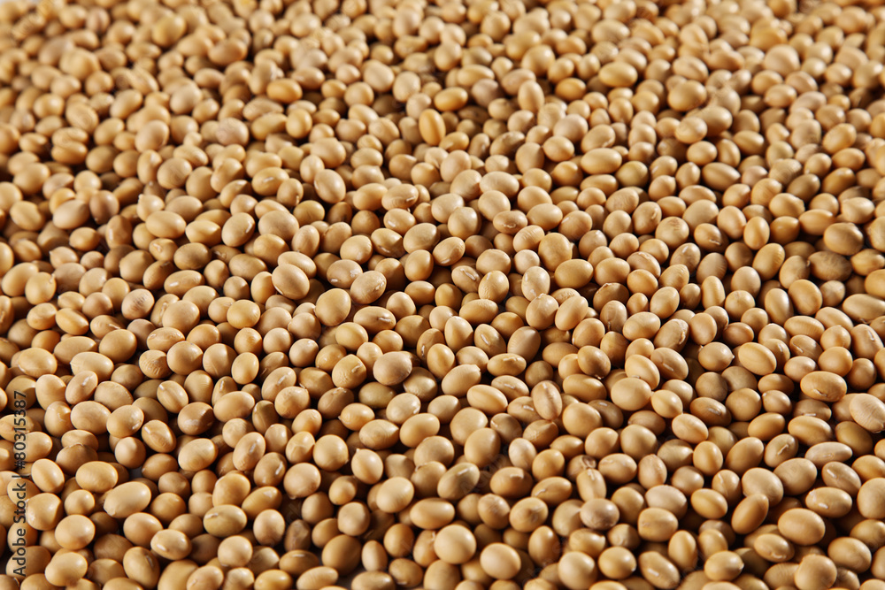 soy bean soy bean