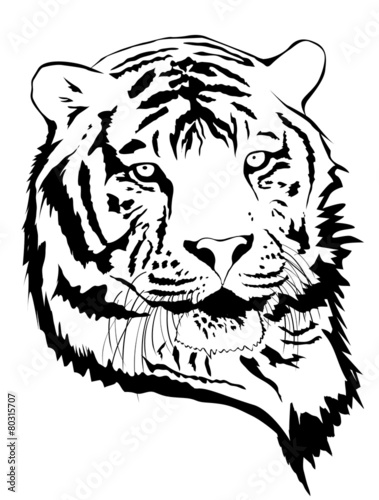 Fototapeta Naklejka Na Ścianę i Meble -  Tiger Portrait