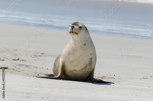 Young Cute Seal 