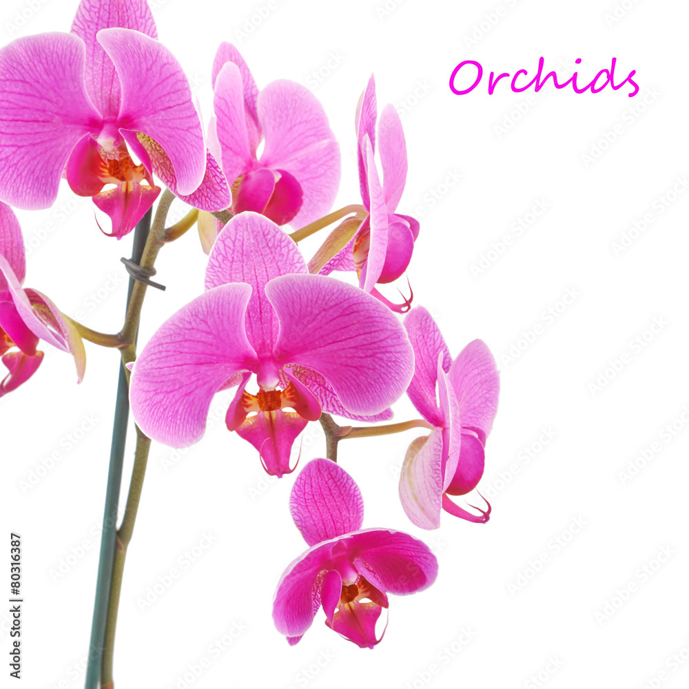 Fototapeta premium Pink orchid flower plant on a white background