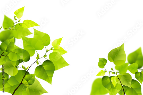 Branch isolated on white background