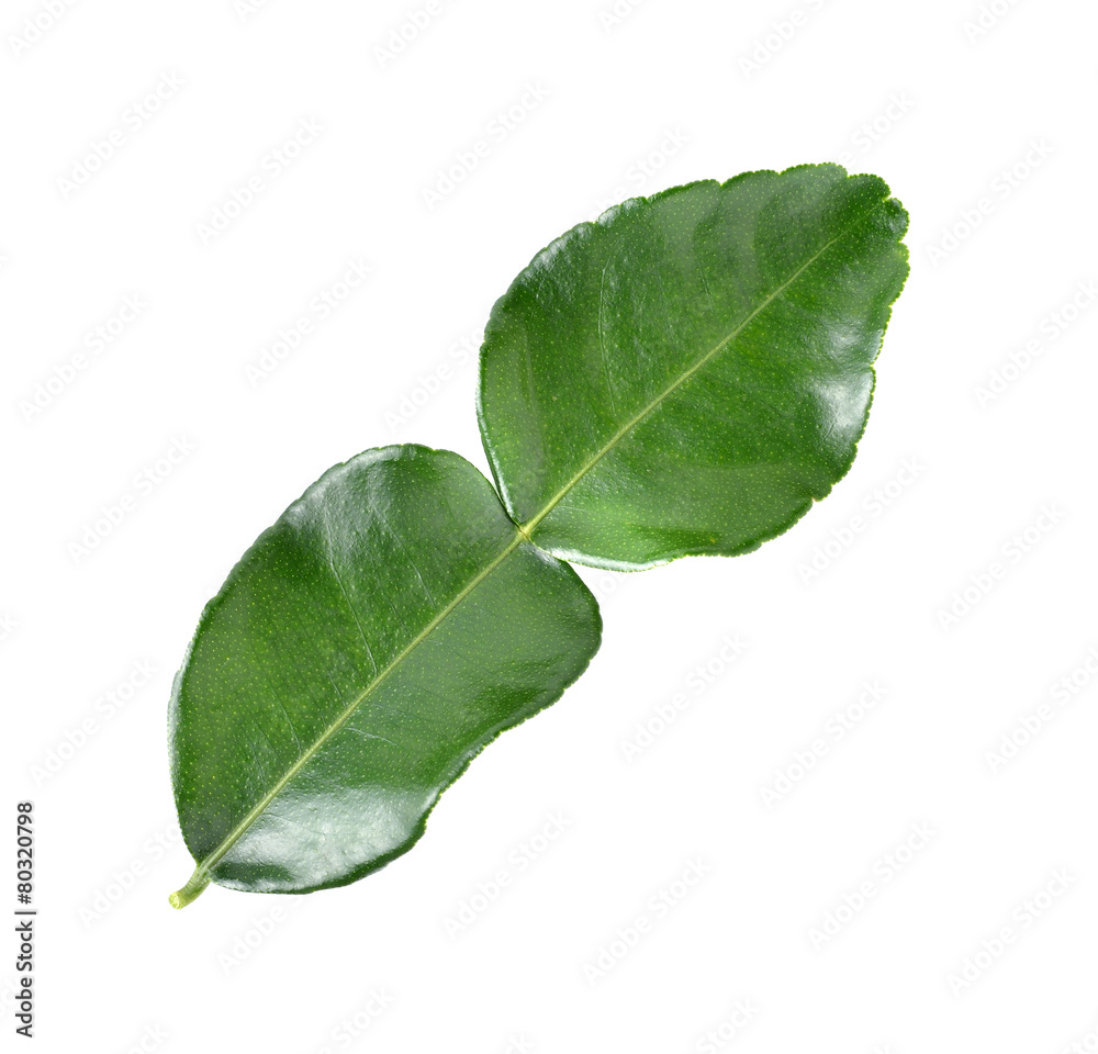 leaf of bergamot (kaffir lime) on white background leaf of bergamot (kaffir lime) on white background