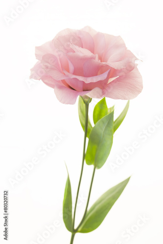 Fototapeta Naklejka Na Ścianę i Meble -  Fresh pink rose on white background