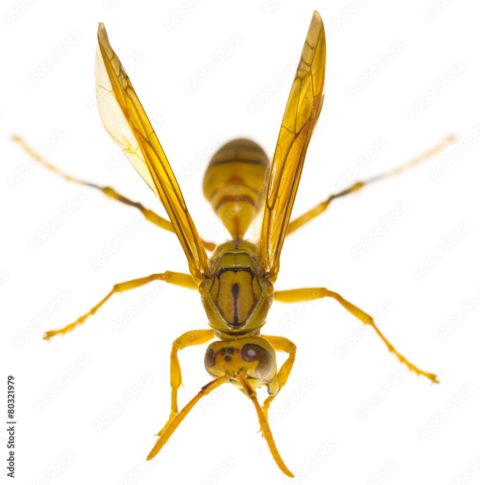 guêpe polistes hebraeus, île de la Réunion Photos Adobe Stock