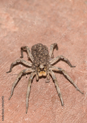 Wolf Spider Carrying Her Young