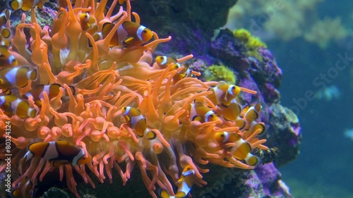 aquarium of genoa, clown fishes
