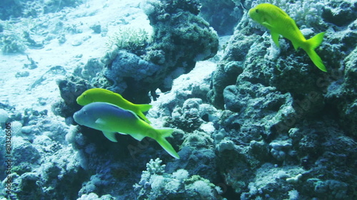 Yellowsaddle goatfish (Parupeneus cyclostomus) on the coral reef photo