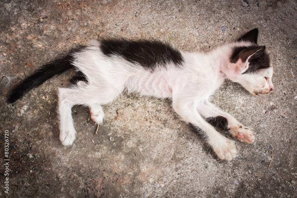 Little sick cat dying sleep on gray floor Little sick cat dying sleep on gray floor