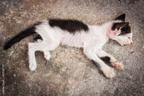 Little sick cat dying sleep on gray floor